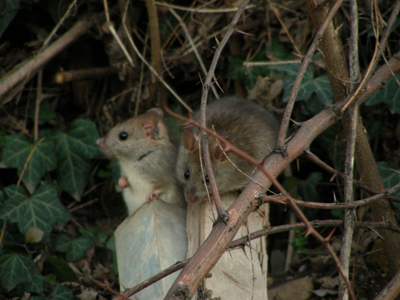Roditori bolognesi. Rattus rattus